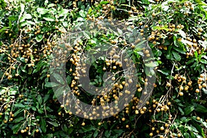 The Longan Fruit Tree - Lychee Close Relative