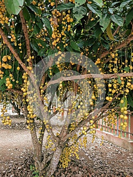 Longan fruit on tree in Thailand