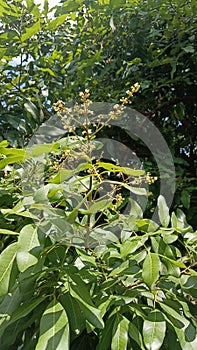 Longan fruits in flower, very beutiful photo