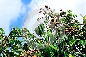 Longan on the green tree