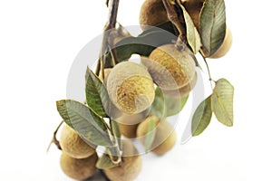 Longan isolated