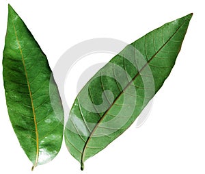 Longan Leaves