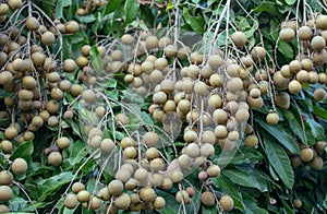 Longan orchards - Tropical fruits young longan