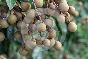 Longan orchards - Tropical fruits young longan
