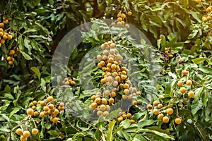 Longan orchards - Tropical fruits young longan in Thailand