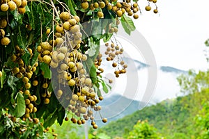 Longan orchards-Tropical fruits young longan in Thailand on the high mountains has beautiful mist