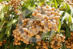 Longan on the tree