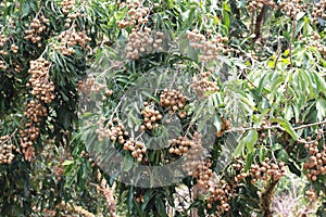 Longan tree