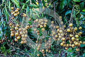 Longan trees