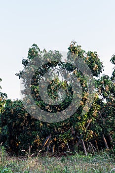 Longan trees