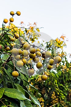 Longan trees
