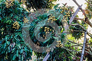 Longan trees
