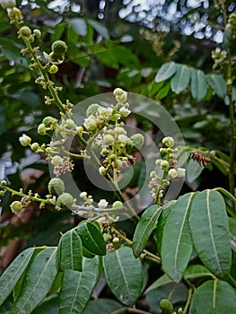 longan trees that have begun to bear fruit photo