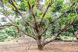 The longan trees in orchard