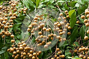 Longan, tropical fruit on the tree photo