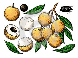 Longan vector drawing set. Hand drawn tropical fruit illustration. Artistic summer fruit