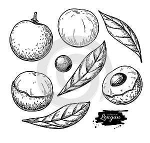 Longan vector drawing set. Hand drawn tropical fruit illustration. Engraved summer fruit.