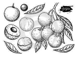 Longan vector drawing set. Hand drawn tropical fruit illustration. Engraved summer fruit.