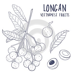 Longan vector set. Hand drawn tropical vietnamese fruit illustration. Branch, whole and sliced objects with leaves.