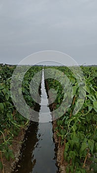 Longbeans field farmer