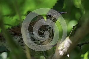 Longbilled thrasher in hiding