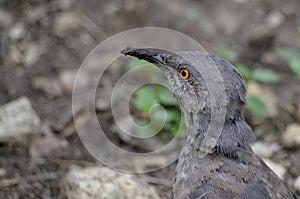 Longbilled thrasher