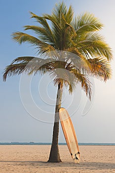 Longboard surfboard leaning against a coconut tree by the sea