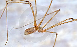 Longbodied cellar spider