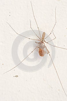 Longbodied cellar spider, daddy long legs,  Pholcus phalangioides , Malta, Mediterranean