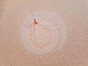 Longbodied cellar spider, daddy long-legs spider, Pholcus phalangioides feeding