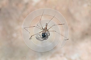 Longbodied cellar spider, daddy long-legs spider,Pholcus phalangioides , Malta, Mediterranean