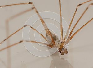 Longbodied Cellar Spider macro