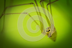Longbodied cellar spider Pholcus phalangioides