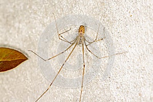 Longbodied Cellar Spider - Pholcus phalangioides