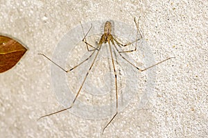Longbodied Cellar Spider - Pholcus phalangioides