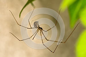 Longbodied Cellar Spider - Pholcus phalangioides