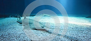 Longcomb sawfish photo