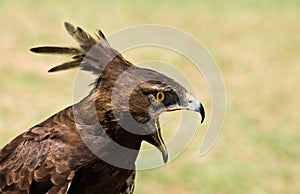 Longcrested eagle profile