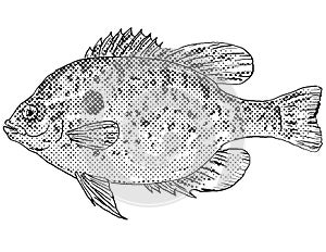 Longear sunfish or Lepomis megalotis Freshwater Fish Cartoon Drawing