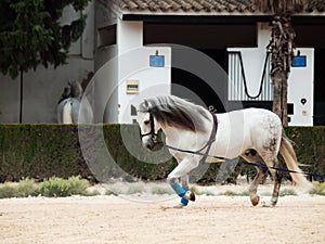 Longeing gray Andalusian Horse