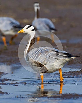 These longest migrating bird crosses Himalayas upto -40Â°c . . In Frame : Bar headed goose ???? Shot on Nikon d7500 with 200-500 m photo
