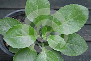 Longevity spinach, Gynura sp.