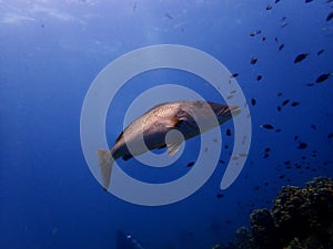 Longface Emperor Fish - Lethrinus olivaceus