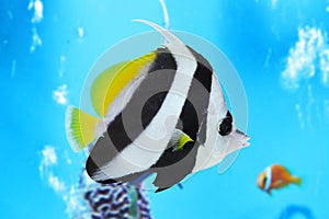 longfin bannerfish