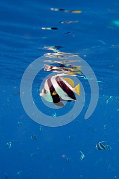 Longfin Bannerfish