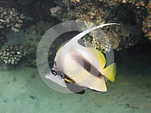 Longfin bannerfish of red sea