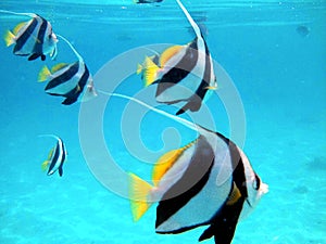 Longfin bannerfish in turquoise blue water in Indian Ocean