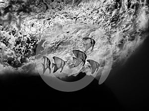 Longfin Batfish juvenile - Platax teira