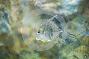 LONGFIN CAVALLA fish