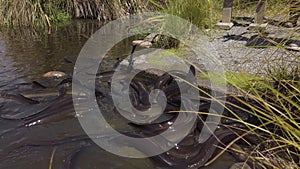 Longfin eels fighting over food at eco-sanctuary